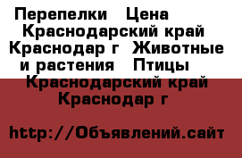 Перепелки › Цена ­ 150 - Краснодарский край, Краснодар г. Животные и растения » Птицы   . Краснодарский край,Краснодар г.